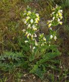 Phlomoides labiosa. Цветущее растение. Казахстан, южные предгорья хр. Каратау в окр. Кентау. 28.04.2006.