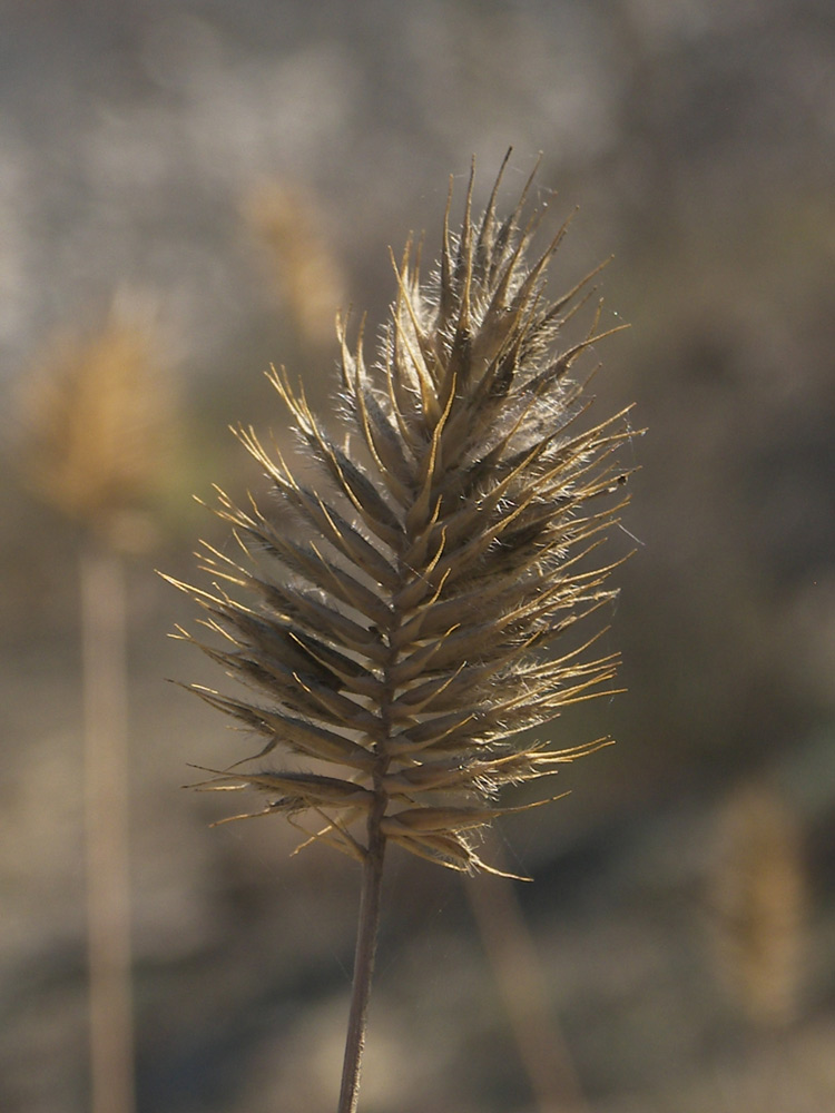 Изображение особи Agropyron pinifolium.