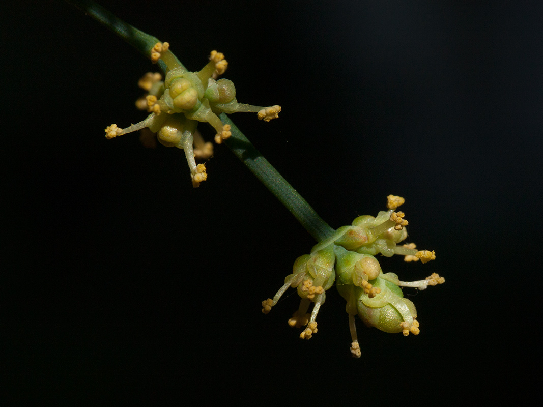 Изображение особи Ephedra foeminea.