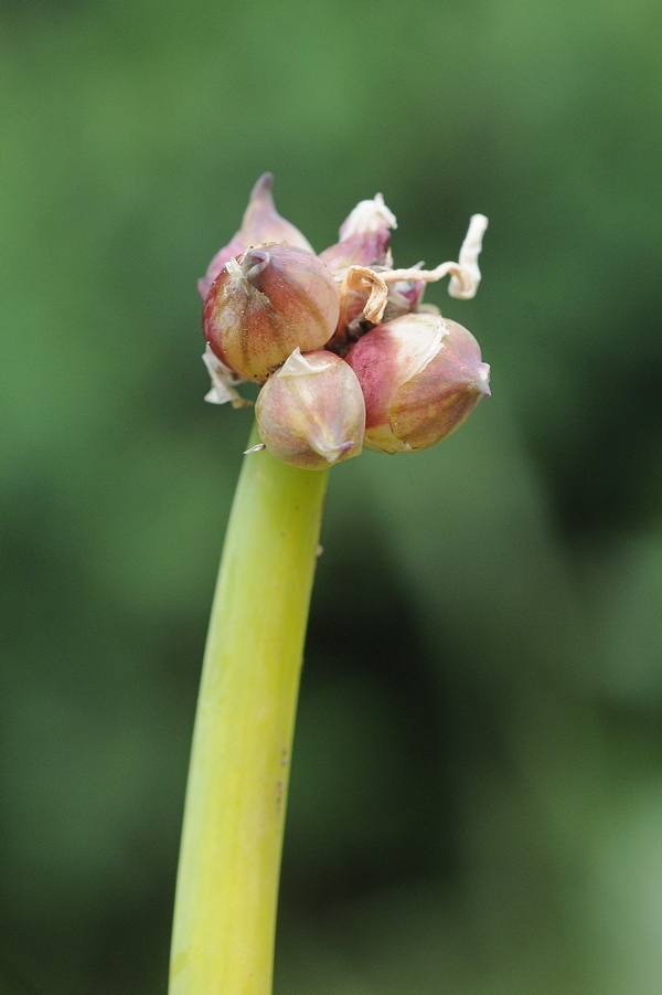 Изображение особи Allium &times; proliferum.