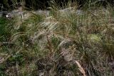 Stipa anomala