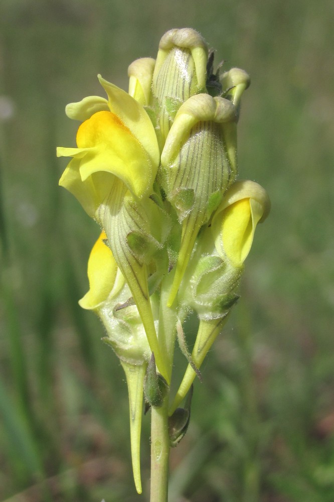 Изображение особи Linaria macroura.