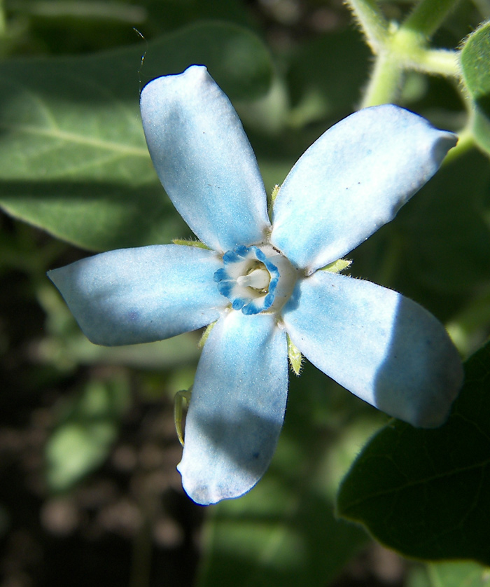 Image of Oxypetalum coeruleum specimen.
