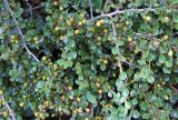 Cotoneaster dammeri