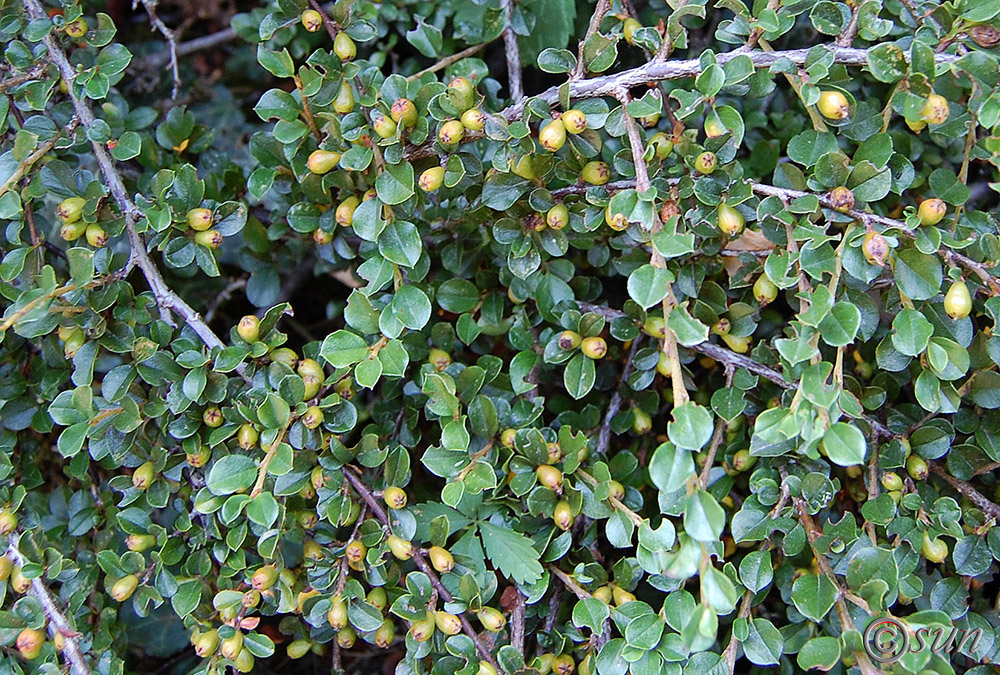 Image of Cotoneaster dammeri specimen.