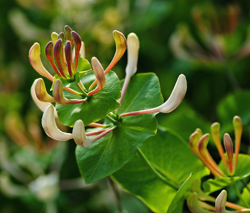Image of genus Lonicera specimen.