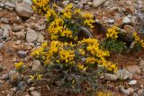 genus Genista