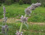 Stachys balansae. Верхушка соцветия. Адыгея, Кавказский биосферный заповедник, хр. Каменное Море, субальпийский луг, ≈ 2000 м н.у.м. 27.06.2015.