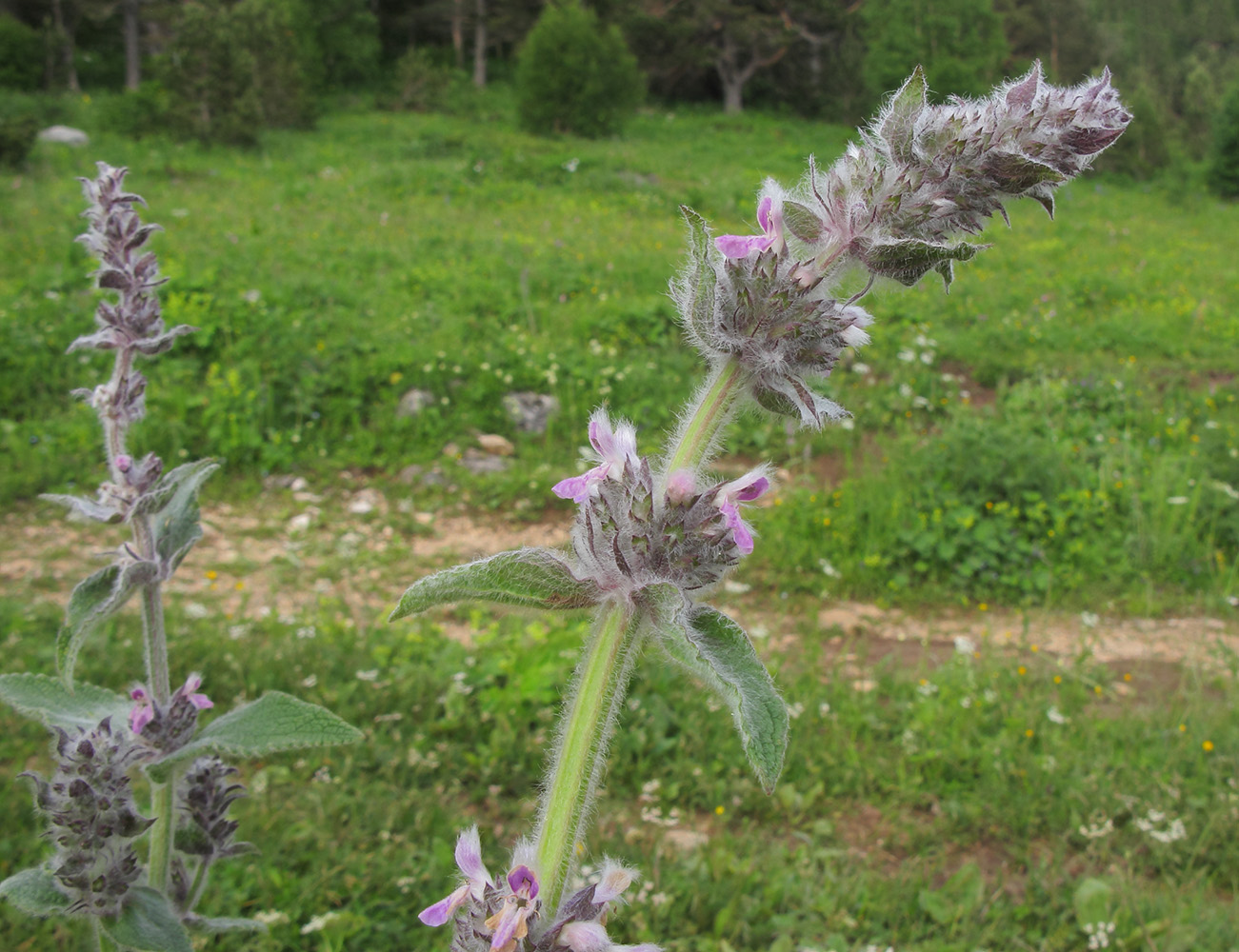 Image of Stachys balansae specimen.