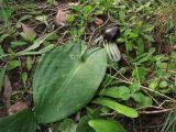 Arisarum simorrhinum. Цветущее растение. Испания, Андалусия, провинция Альмерия, природный парк Cabo de Gata. 20 декабря 2009 г.