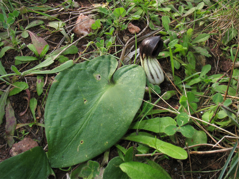 Изображение особи Arisarum simorrhinum.