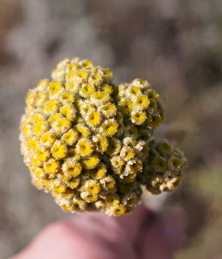 Изображение особи Handelia trichophylla.