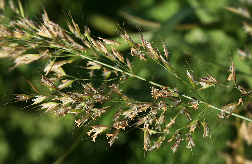 Image of Trisetum flavescens specimen.