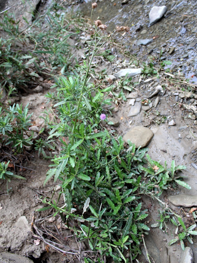 Изображение особи Cirsium ochrolepideum.