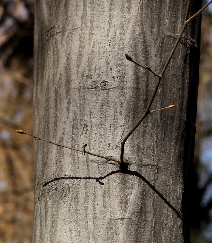 Изображение особи Carpinus betulus.