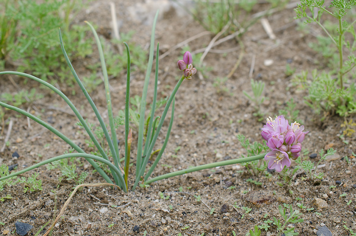 Изображение особи Allium mongolicum.