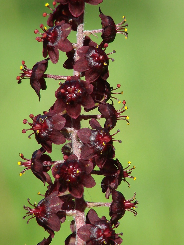 Изображение особи Veratrum nigrum.