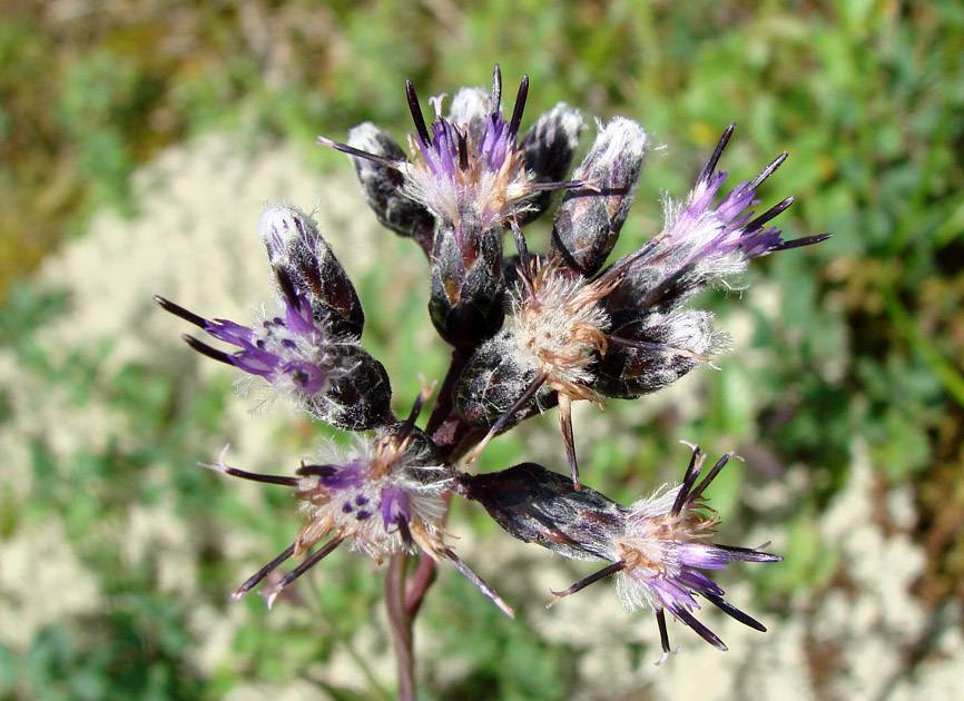 Image of Saussurea stubendorffii specimen.