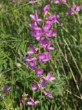 Astragalus macropterus