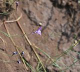 Linaria volgensis