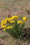 Hypericum scabrum