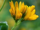 Medicago arborea