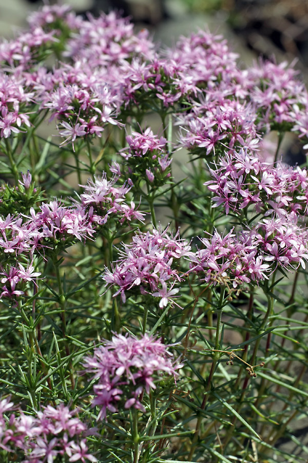 Изображение особи Acanthophyllum pungens.