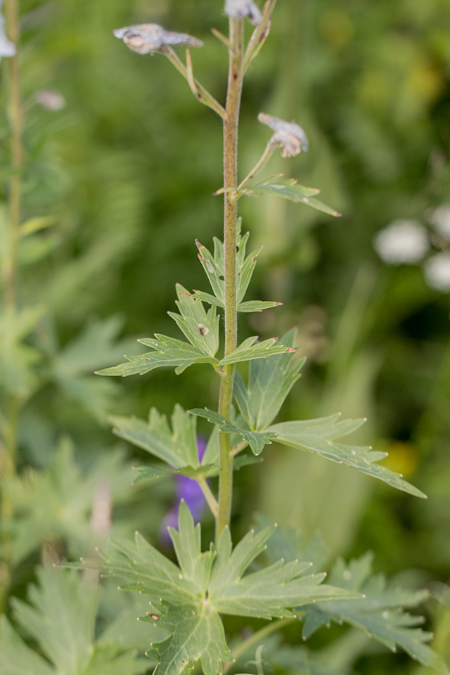 Изображение особи Delphinium flexuosum.