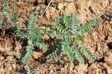 Astragalus camptoceras