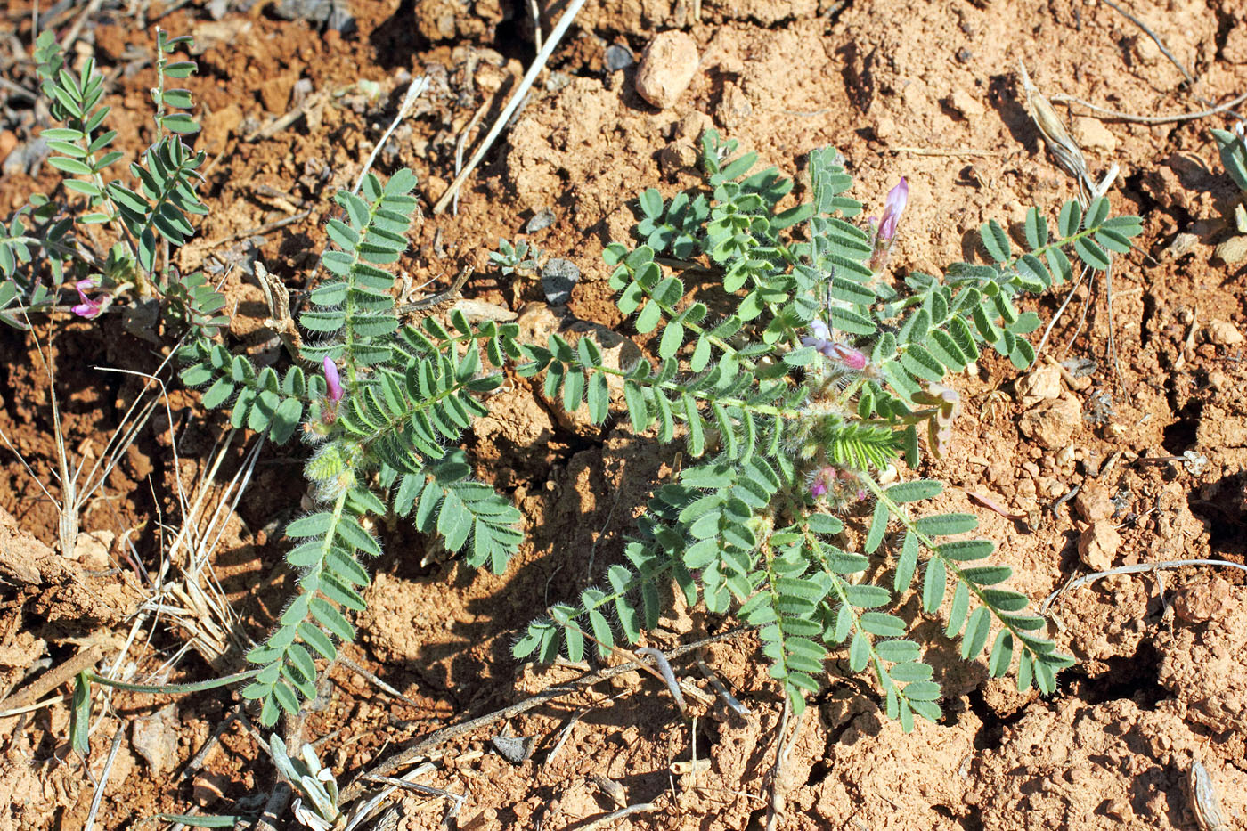 Изображение особи Astragalus camptoceras.