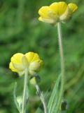 Ranunculus paucidentatus