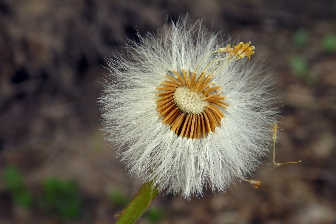 Image of Tussilago farfara specimen.