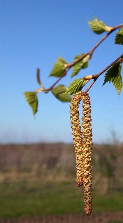 Изображение особи Betula pendula.