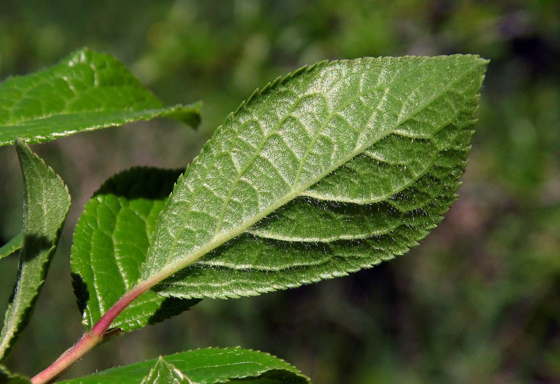 Image of Prunus stepposa specimen.