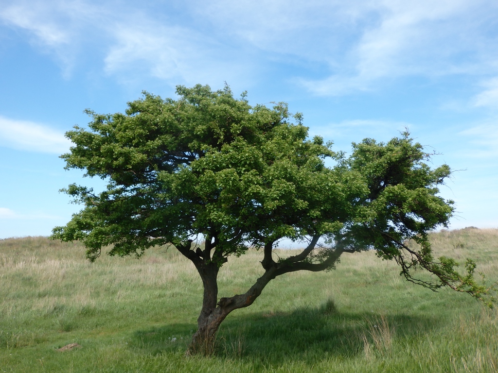 Изображение особи род Crataegus.