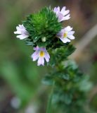 Euphrasia pectinata