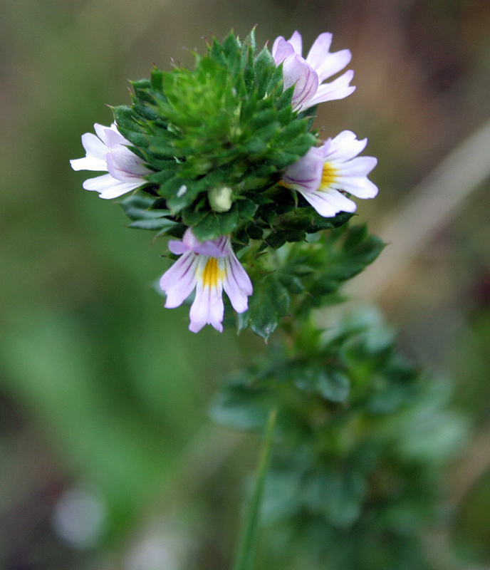 Изображение особи Euphrasia pectinata.