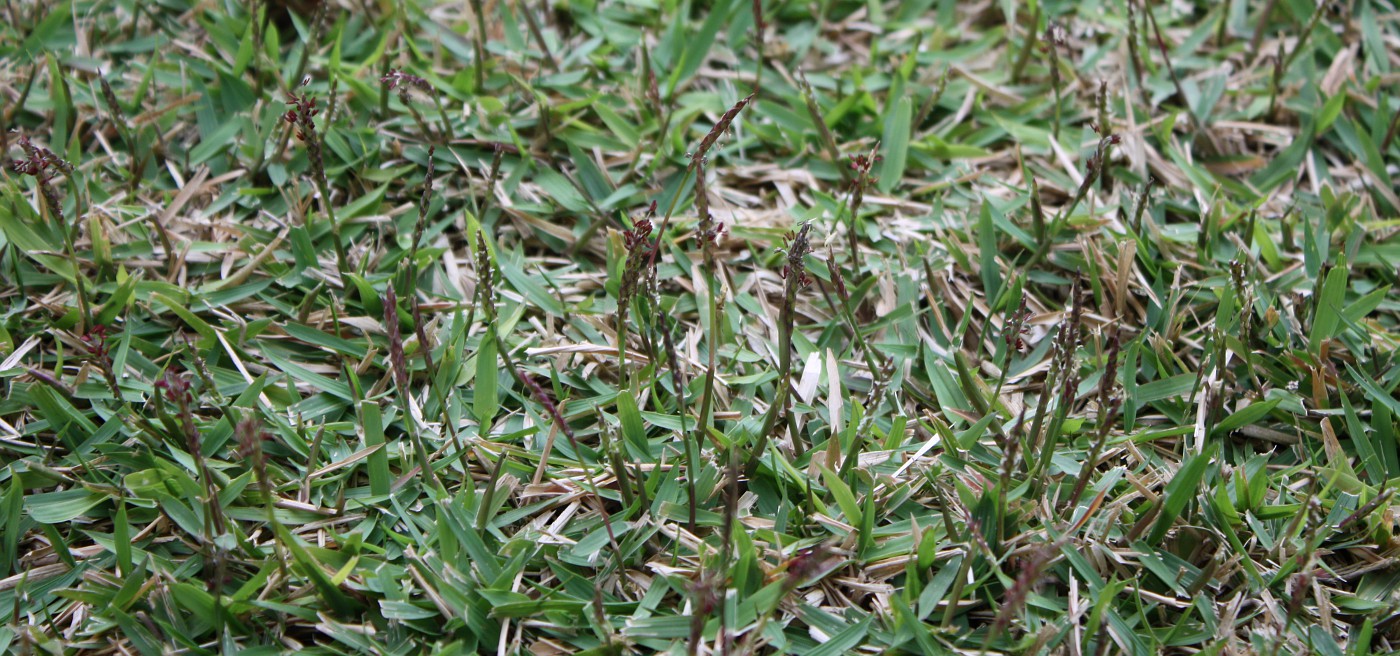 Image of Stenotaphrum secundatum specimen.