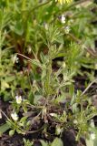 Viola arvensis