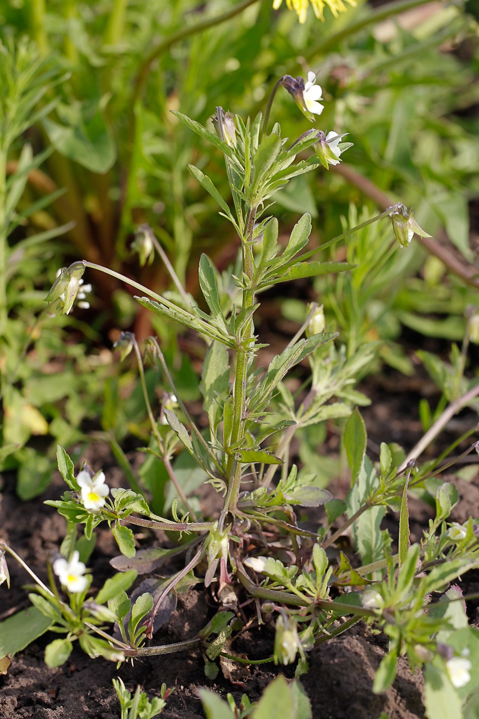 Изображение особи Viola arvensis.