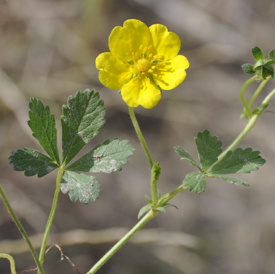 Изображение особи род Potentilla.