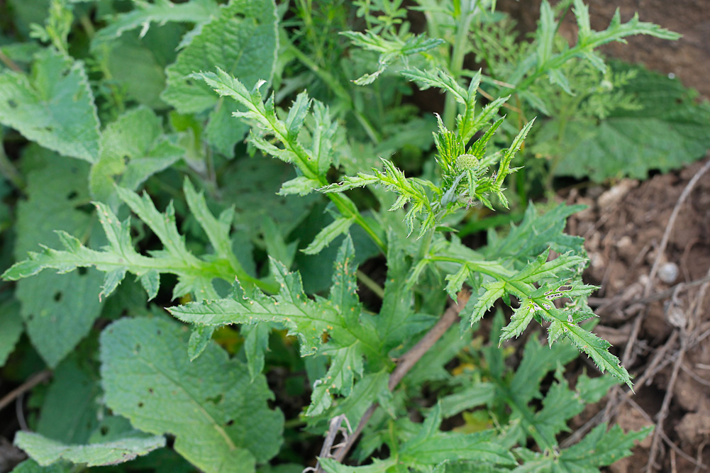 Image of Echinops sphaerocephalus specimen.