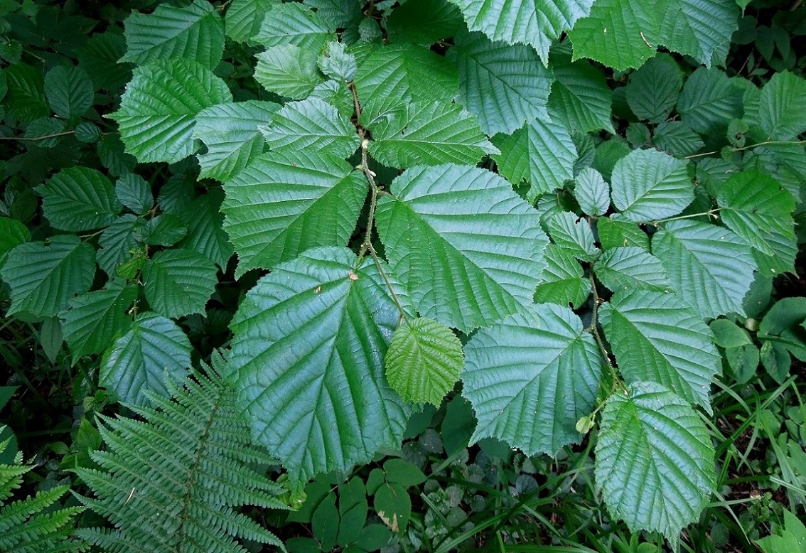 Image of Corylus avellana specimen.