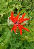 Lychnis fulgens