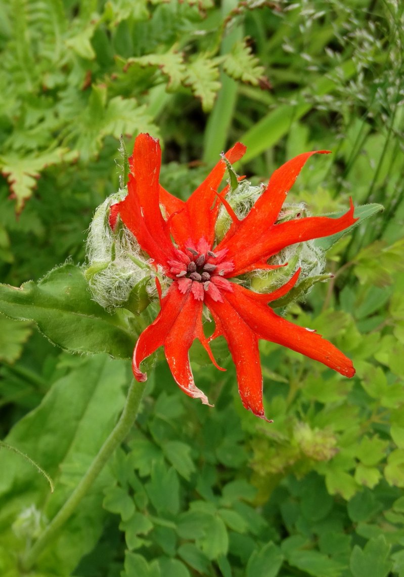 Изображение особи Lychnis fulgens.