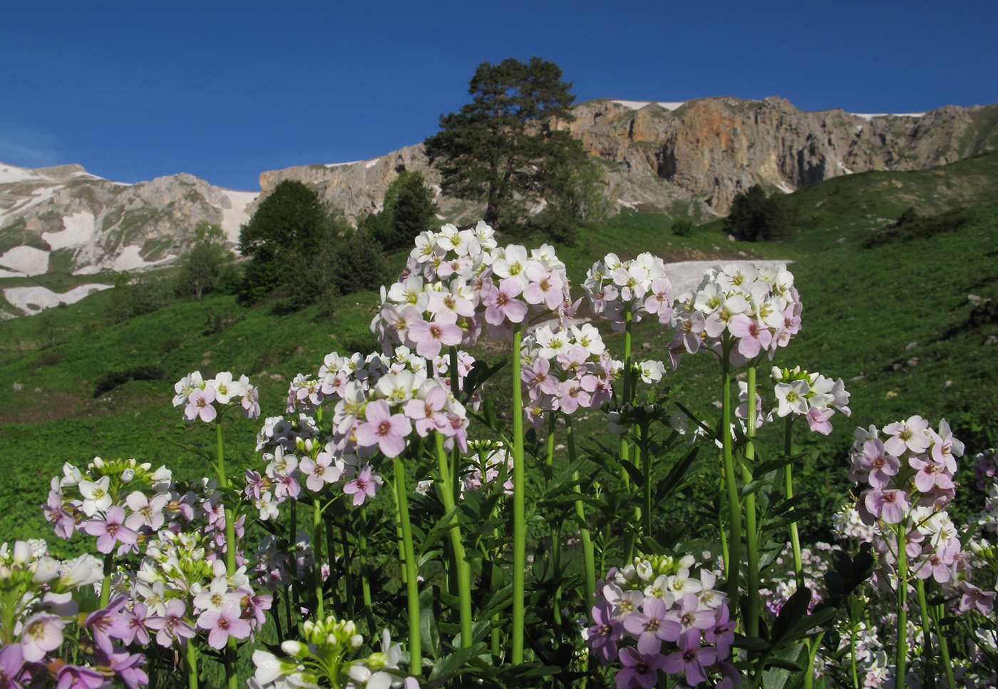 Image of Cardamine seidlitziana specimen.