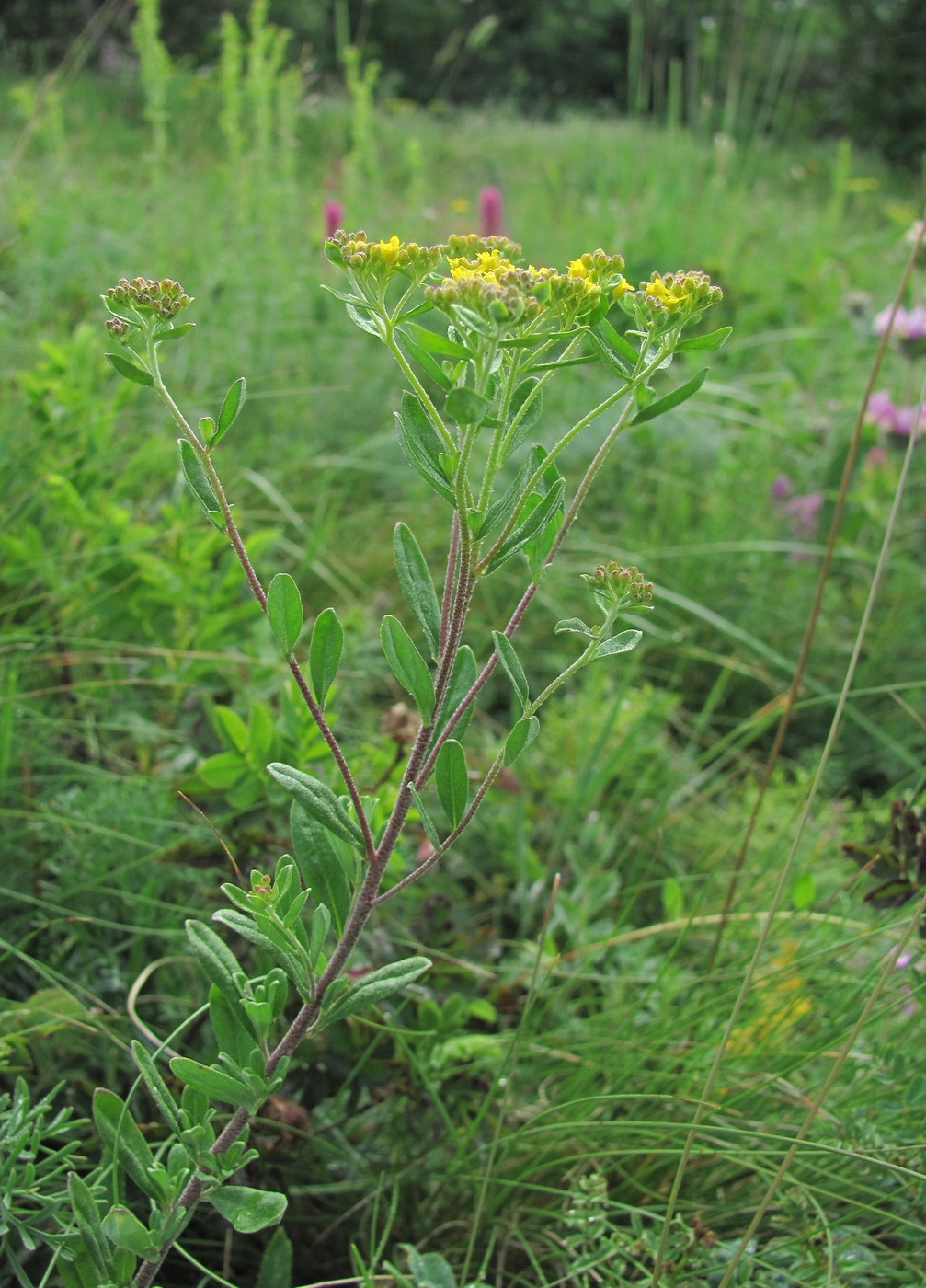 Изображение особи Odontarrhena muralis.