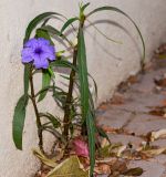 Ruellia simplex