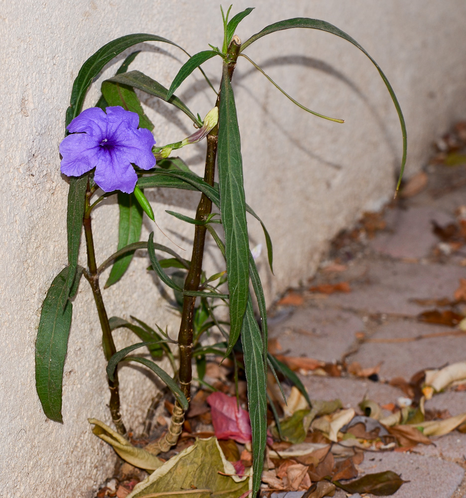 Изображение особи Ruellia simplex.