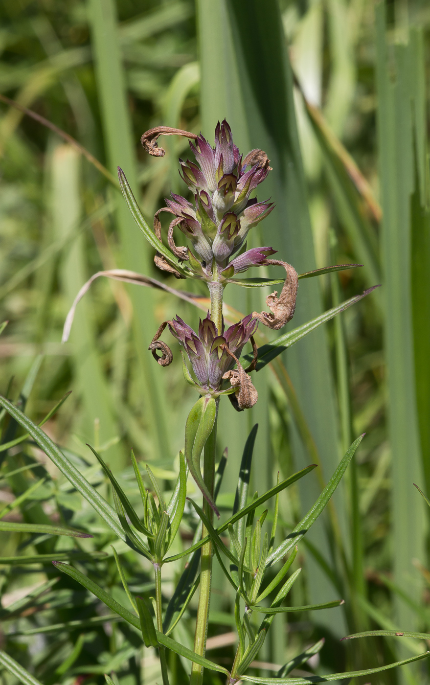 Изображение особи Dracocephalum ruyschiana.